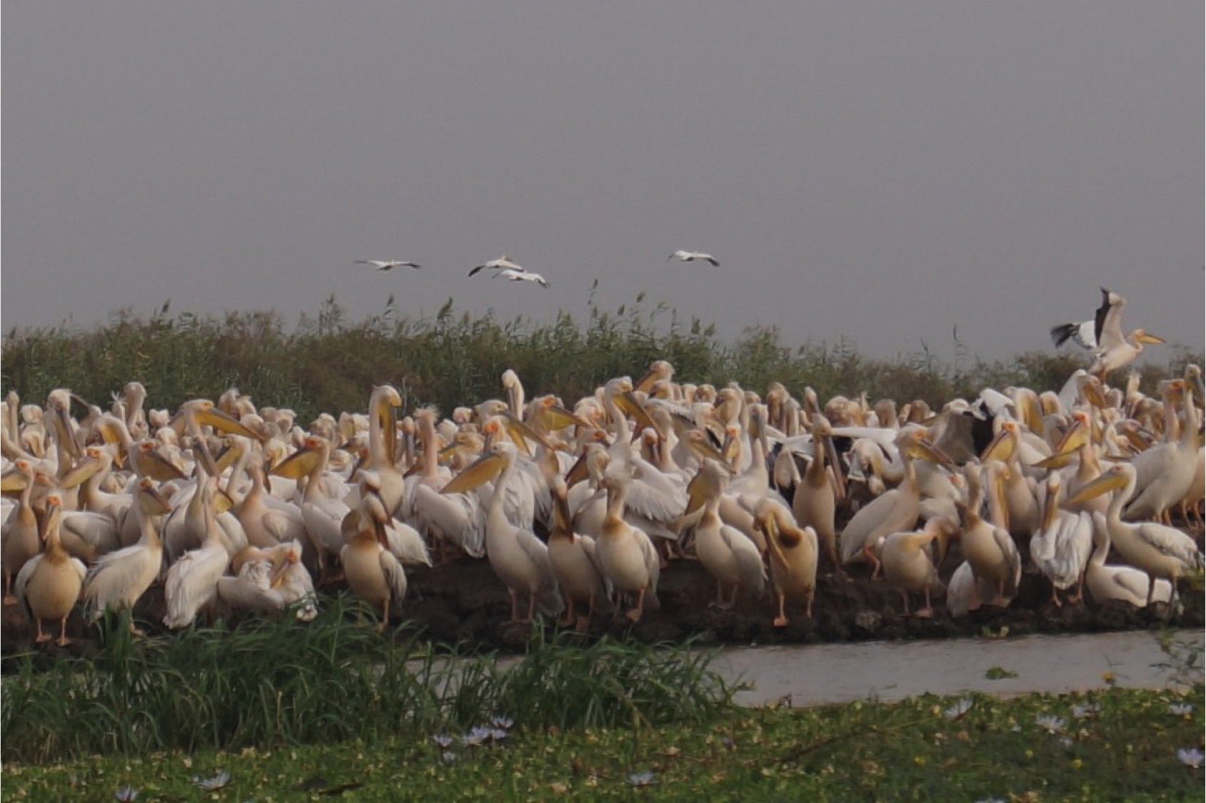 pélicans en reproduction au djoudj